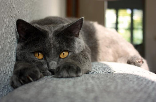 🐾7 razones por las que tu gato puede tener ansiedad y cómo ayudarle